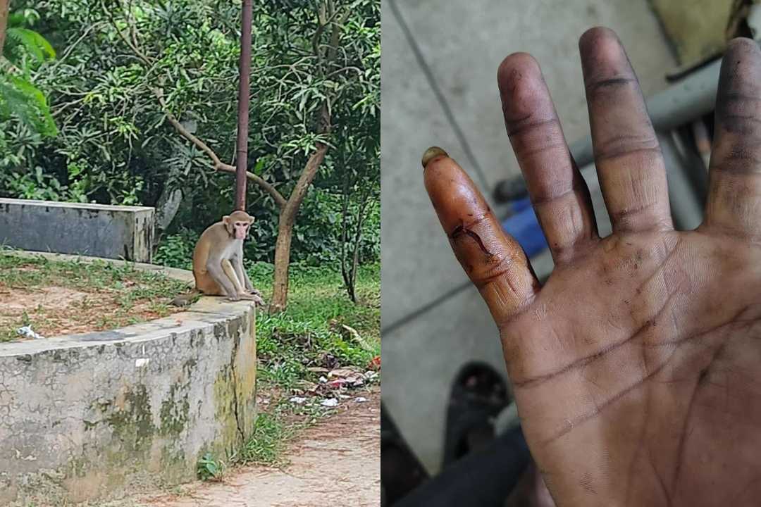 কুবিতে বানরের তাণ্ডব, শিক্ষার্থীসহ আহত এক ডজন